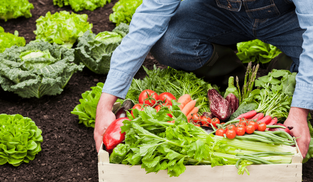 The Benefits of Organic vs. Non Organic Food